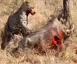 شاهکار حیات وحش؛ پلنگ بدسگال سر گراز وحشی و میکوبه به درخت خون فواره میزنه میخوره