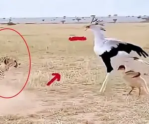 معماری طبیعت؛ پرنده مادر سر دفاع از بچه اش ننه ی چیتا رو آوورد جلو چشمش