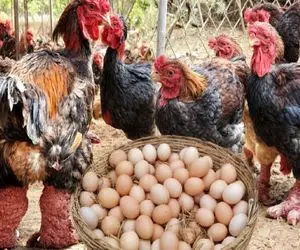 کارخانه حیوانات؛ پرورش مرغ دونگ تائو با ظاهر منحصر به فرد گوشت لذیذ و فواید بالا