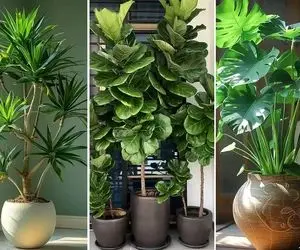 گیاهان آپارتمانی مختص افراد مبتدی و صفر کیلومتر در پرورش گل و گیاه؛ بادوام و بی دردسر