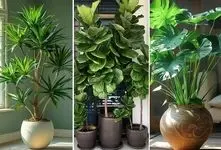 گیاهان آپارتمانی مختص افراد مبتدی و صفر کیلومتر در پرورش گل و گیاه؛ بادوام و بی دردسر