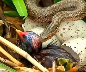 شاهکار حیات وحش؛ جوجه تازه از تخم اومد بیرون که به جای مامانش مار دید و خورده شد