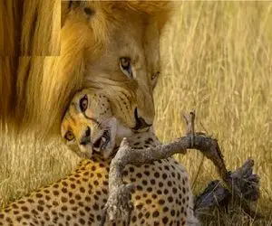 مستند حیات وحش/ پلنگ ددمنش برا شیر شاخ و شونه کشید دریده شد