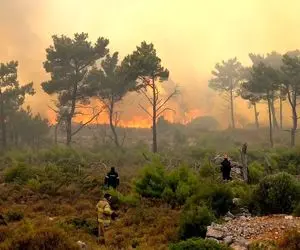 گزارشی از آخرین وضعیت جنگل الیت که ۲۰ روز است در آتش‌ می‌سوزد