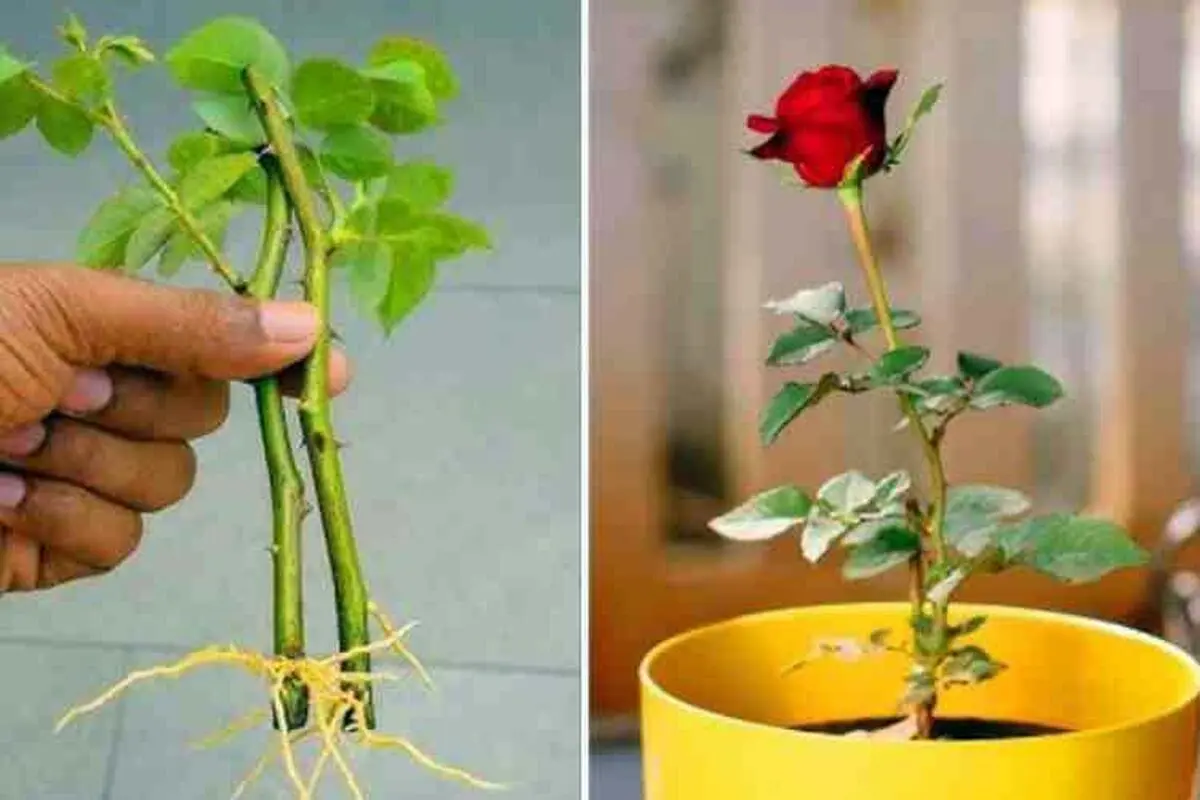 روش-های-تکثیر-گل-رز-1