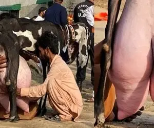 فرآوری بز؛ بزهایی که با ناز و نوازش هر کدوم اندازه یک گاو داری شیر ازشون میدن