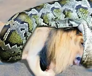 از جذابیت های حیات وحش؛ پیتون غول از هیچی ترس نداره و واسه شام شب شیر میخواد شکار کنه