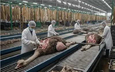 فرآوری شترمرغ؛ شترمرغ تو سلاخخونه مثله میکنن برای تولید مواد نو از گوشت و پرش