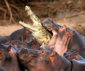 مستند حیات وحش؛ وقتی معلوم نیست بین اسب آبی و تمساح کی اون یکی رو گاز میگیره