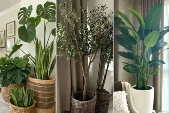 گیاهان آپارتمانی لاکچری و باکلاس مختص فضاهای شاهانه و منازل ثروتمندان؛ انتخاب گران