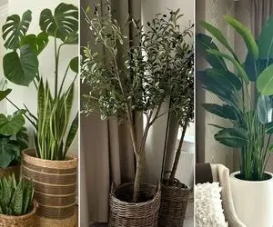 گیاهان آپارتمانی لاکچری و باکلاس مختص فضاهای شاهانه و منازل ثروتمندان؛ انتخاب گران