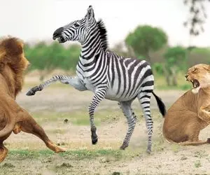 مستند حیات وحش/ سماجت گورخر برای فرار از دست پنجه های قدرتمند شیر