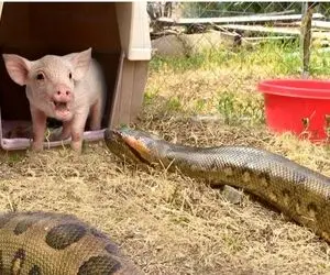 از جذابیت های حیات وحش؛ مار غول پیکر یه بچه خوک رو گیر آورد و تا تونست فشارش داد