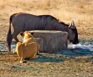 مستند حیات وحش؛ کل یالدار رفت آب بخوره اما شیر کاری کرد که آب آخرش باشه