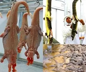 کارخانه حیوانات؛ تمساح اصلا دور ریز نداره گوشتشو سوسیس میکنن پوستشم کیف و کفش