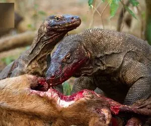 از جذابیت‌های حیات وحش؛ کومودو پوزشو مثل اره کرد تو شکم گوزن جنینشو خورد