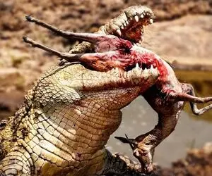 بدایع حیات وحش؛ کروکودیل رودخانه رو کرده حمام خون و به هیچ جانوری رحم نداره 