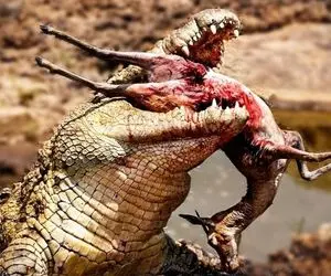 بدایع حیات وحش؛ کروکودیل رودخانه رو کرده حمام خون و به هیچ جانوری رحم نداره 