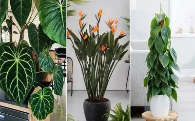 معرفی گیاهان آپارتمان  پهن برگ؛ زیبایی و طراوت را به خانه بیاورید