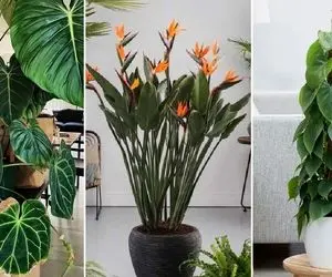 معرفی گیاهان آپارتمان  پهن برگ؛ زیبایی و طراوت را به خانه بیاورید