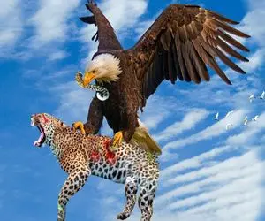 صحنه دهشتناک؛ عقاب بدسگال پلنگی که در حال بلع کومودو بود رو قاپید باهاش خونه ساخت