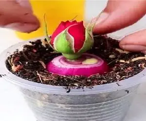 کشاورزی خلاقانه؛ رز هدیه رو با پیاز قرمز تکثیر کن باغ رز داشته باش هی نگی گل گل