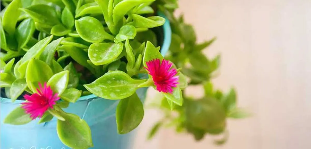 گل هایی که برای بالکن مناسب است