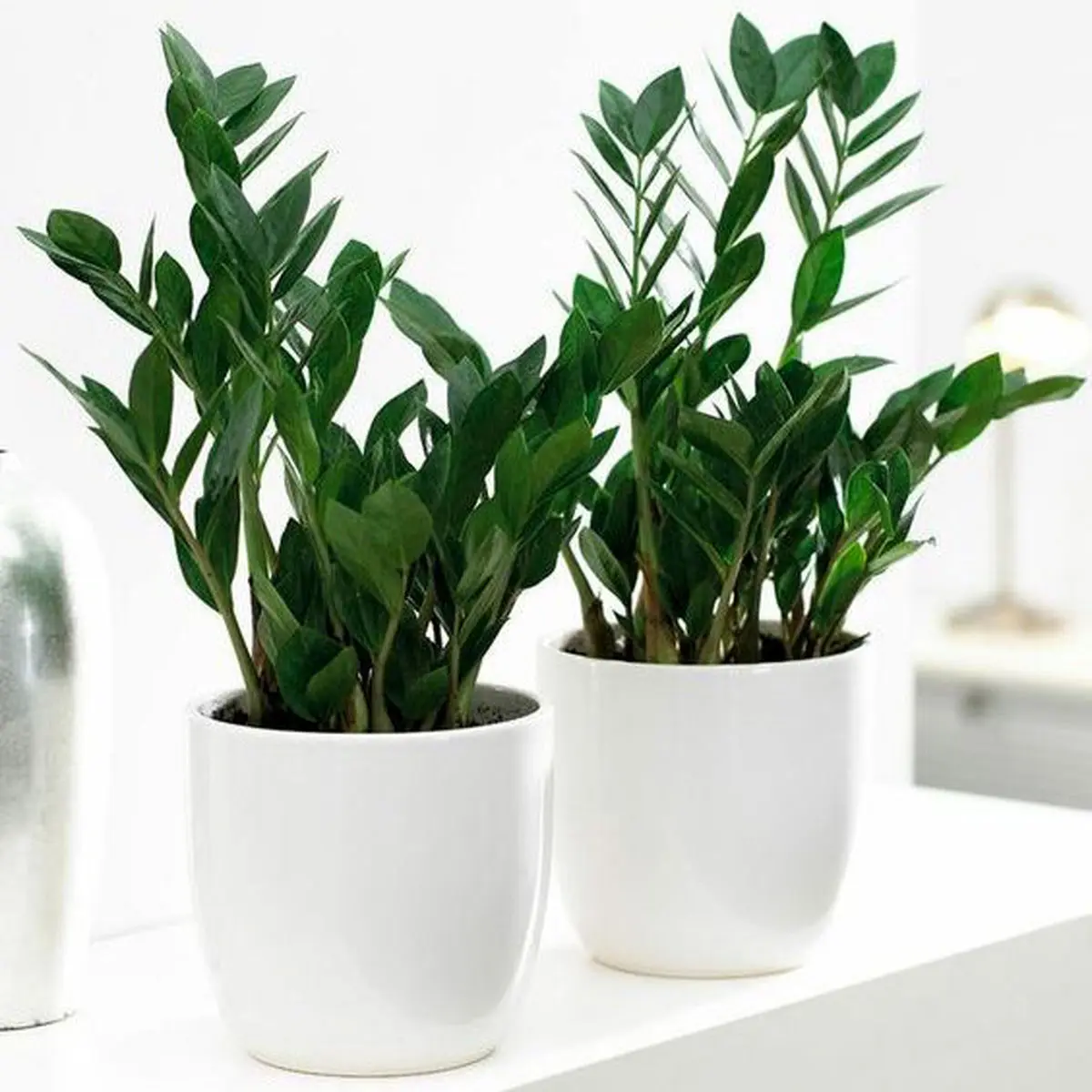 گیاه زامیفولیا