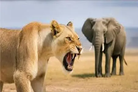 مستند حیات وحش؛ شیر با درگیر شدن با فیل سنگ رو یخ شد