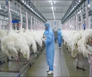فرآوری شترمرغ؛ درآمد ۱۰ میلیون دلاری از پرورش شترمرغ پر سفید برای گوشت و پوست 
