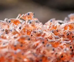 راز بقا؛ خرچنگی که نوزادان خودش رو مثل آجیل می‌خوره!
