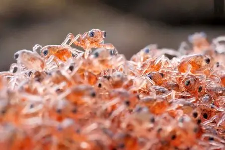 راز بقا؛ خرچنگی که نوزادان خودش رو مثل آجیل می‌خوره!
