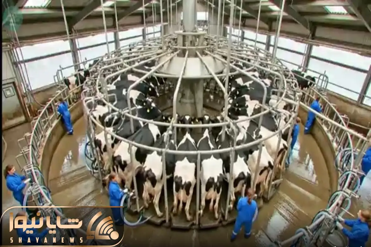 دامداری نوین؛ گاوها رو تا جون دارن با دستگاه مخصوص میدوشن اونام کم نمیارن