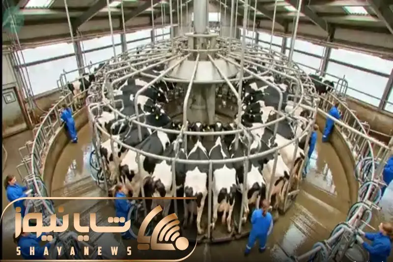 دامداری نوین؛ گاوها رو تا جون دارن با دستگاه مخصوص میدوشن اونام کم نمیارن