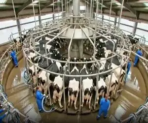 دامداری نوین؛ گاوها رو تا جون دارن با دستگاه مخصوص میدوشن اونام کم نمیارن