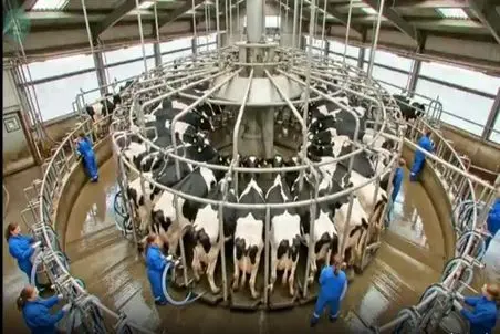 دامداری نوین؛ گاوها رو تا جون دارن با دستگاه مخصوص میدوشن اونام کم نمیارن