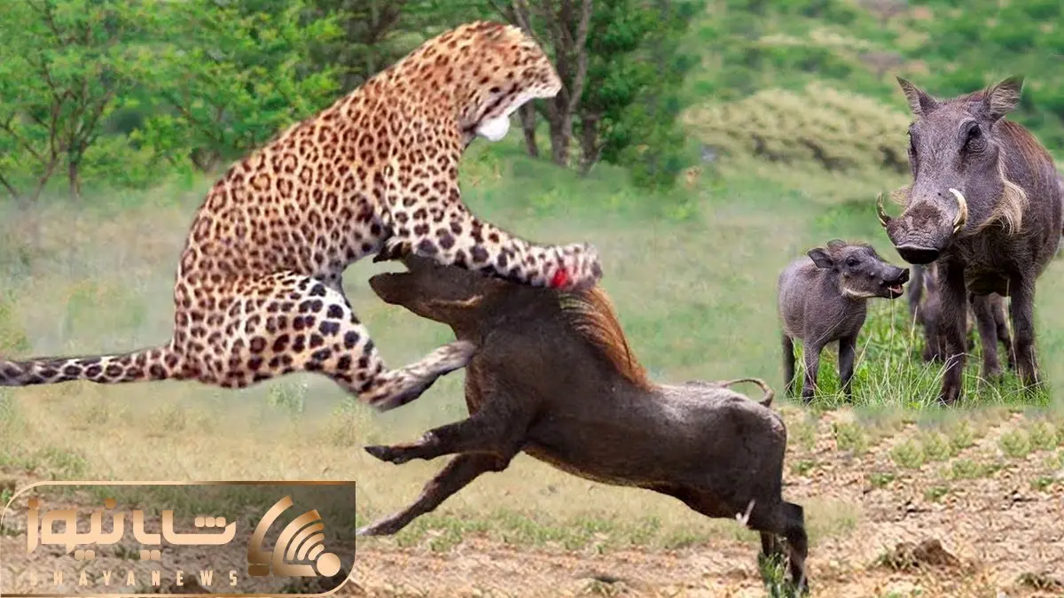 از جذابیت های حیات وحش؛ وقتی گراز واسه جونش بچه اش میزنه زیر پلنگ و می فرستش آسمون