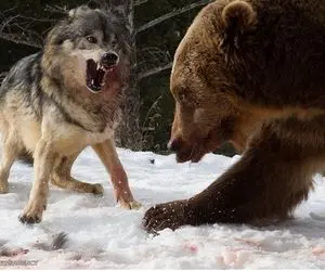 از جذابیت‌های حیات وحش؛ خرس گنده از گرگا میترسه از دستشون در میره