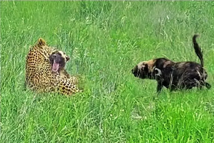 مستند حیات وحش؛ پلنگ سگ وحشی را فلج می‌کند