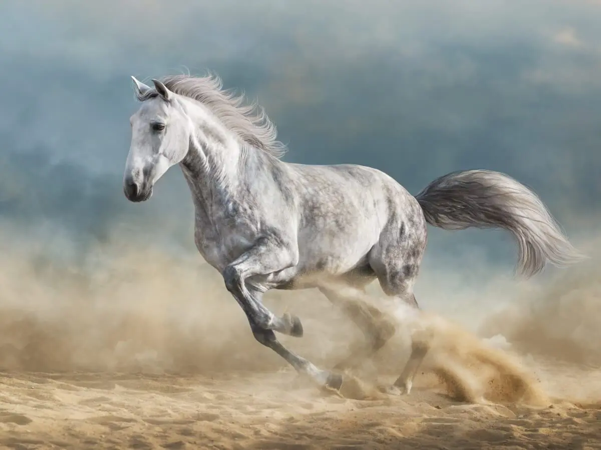 تعبیرخواب اسب