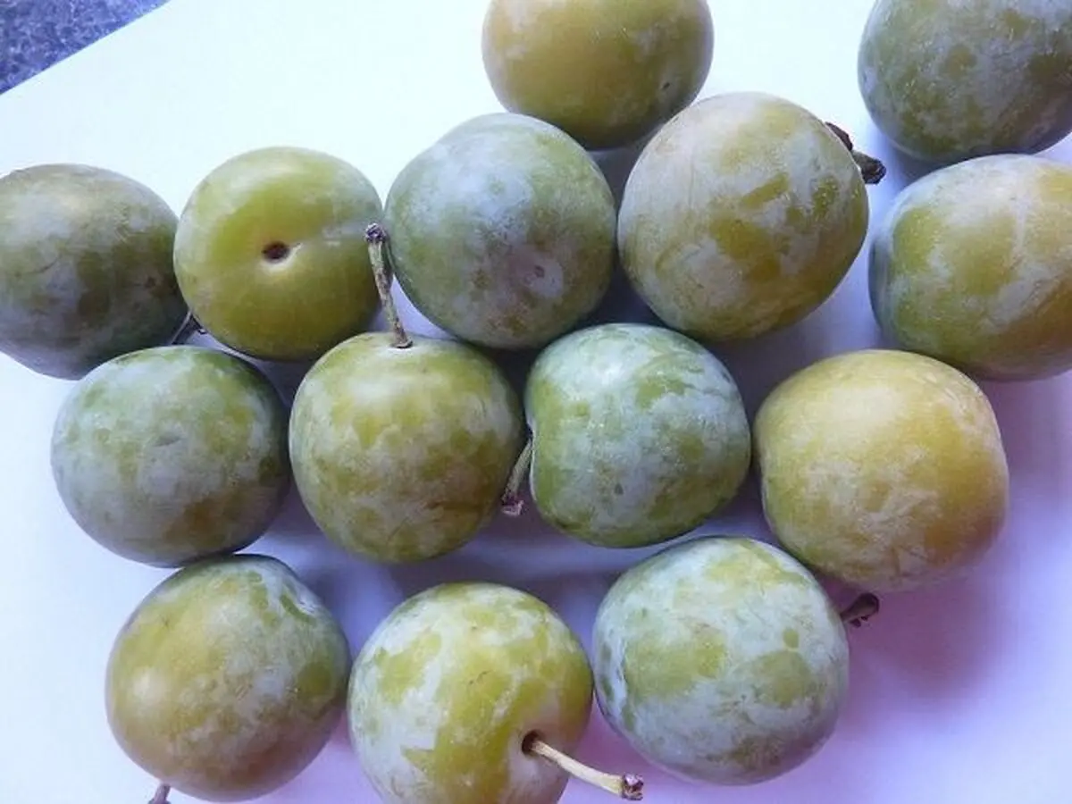 greengages-2795632_960_720