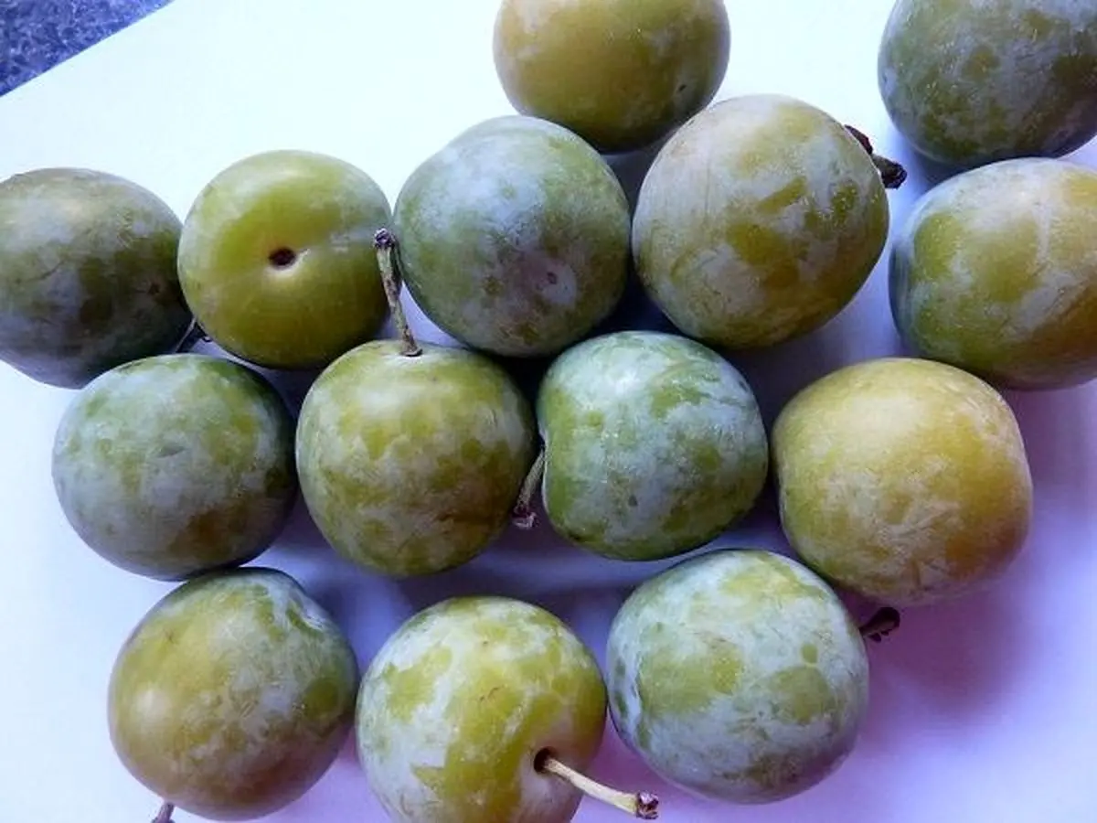 greengages-2795632_960_720