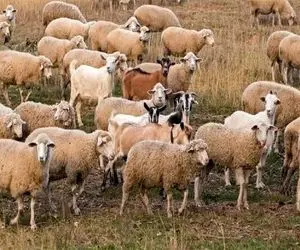 بازی فکری؛ باید خیلی تیزبین باشی تا بتونی گرگ استتار کرده بین گوسفندارو پیدا کنی