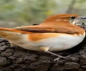 نبض وحش؛ پرنده خودشو تو گل پلکوند خونه دار شد