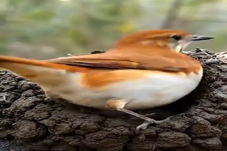 نبض وحش؛ پرنده خودشو تو گل پلکوند خونه دار شد