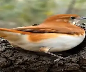 نبض وحش؛ پرنده خودشو تو گل پلکوند خونه دار شد