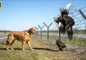 حیات وحش مصنوعی؛ سگ باوفا‌ برای نجات مادر عقاب از سیم‌ برق کمک اورد