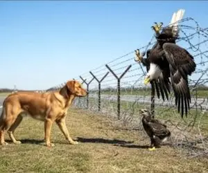 حیات وحش مصنوعی؛ سگ باوفا‌ برای نجات مادر عقاب از سیم‌ برق کمک اورد