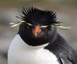 از جذابیت‌های حیات وحش؛ پنگوئن کتاشو باز کرده رخ عقاب گرفته ماده ها مبهوتش شدن