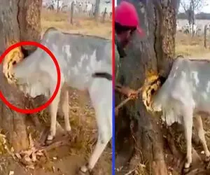 بوفالو واسه شکار سرشو کرد تو درخت اومدن نجاتش بدن با اره برقی گردنشو زدن 